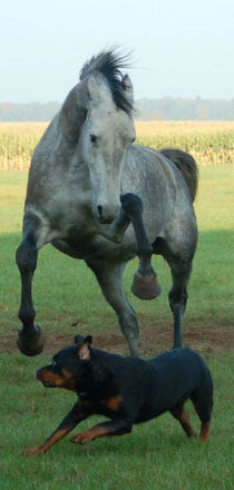 dogs-and-horses